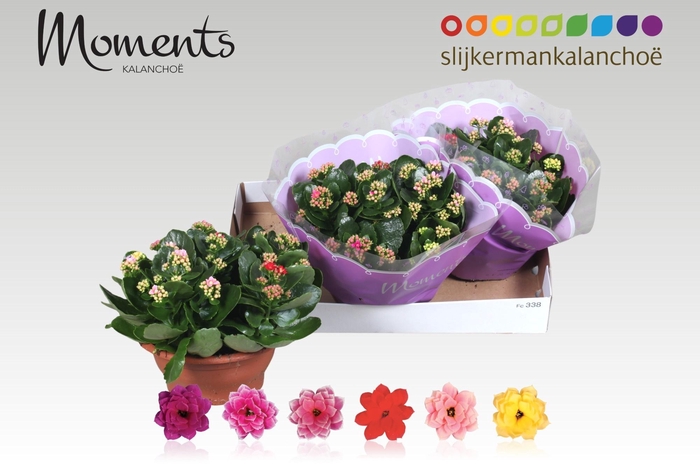 <h4>KAL GE GEM I POT</h4>