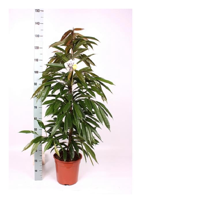 <h4>Ficus binnendijkii Amstel King 27Ø 135cm 3pp</h4>