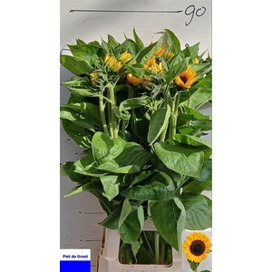Helianthus Sunrich Orange