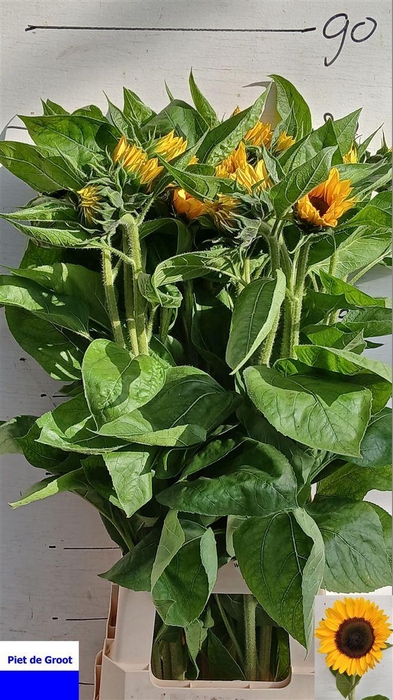 <h4>Helianthus Sunrich Orange</h4>