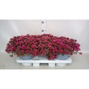 Sedum spurium 'Spot on deep Rose'