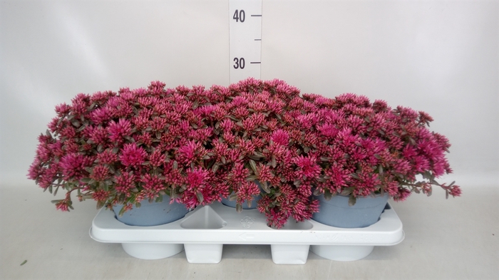 <h4>Sedum spurium 'Spot on deep Rose'</h4>