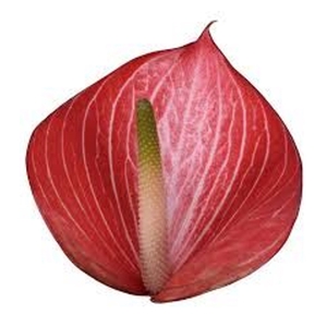 Anthurium andr. 'Caldonia'