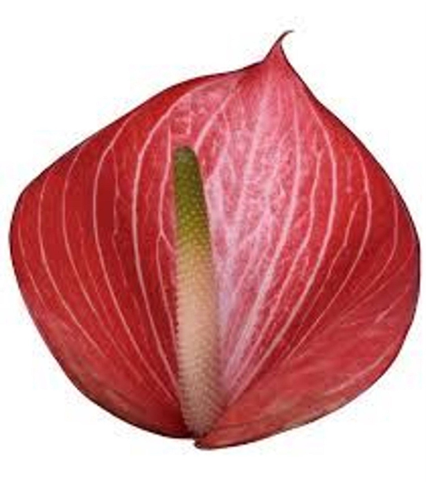 <h4>Anthurium andr. 'Caldonia'</h4>