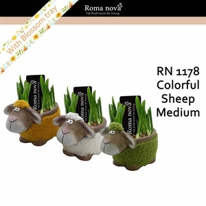 arr4 Narcis RN - Colorfull sheep med