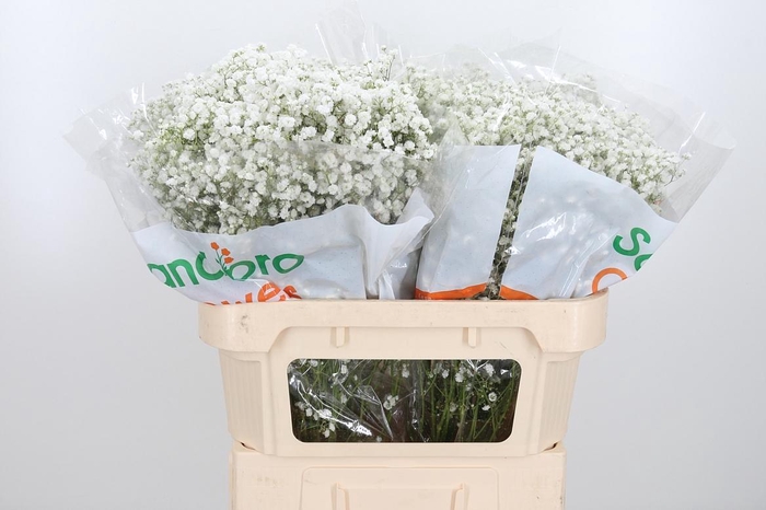 <h4>Gyps Pa Xlence</h4>