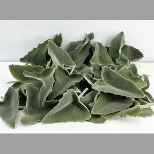 Kalanchoe Beharensis