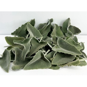 Kalanchoe Beharensis