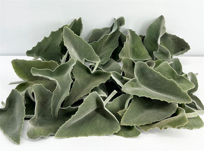<h4>Kalanchoe Beharensis</h4>