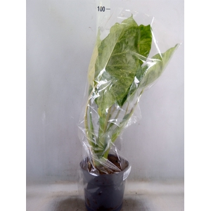 Alocasia   ...