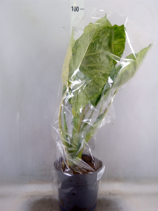 <h4>Alocasia   ...</h4>