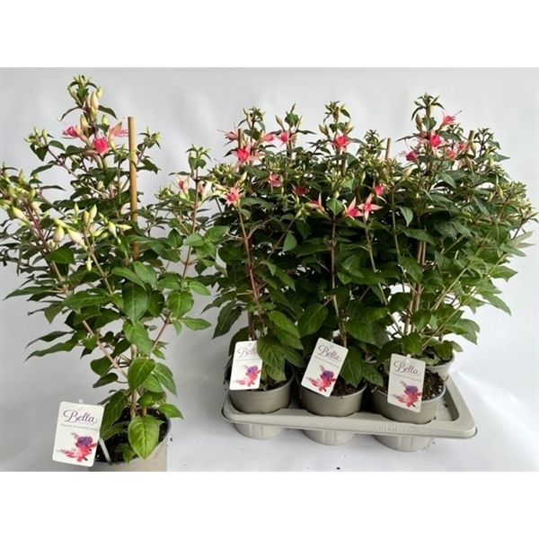 <h4>Fuchsia jubelteen</h4>