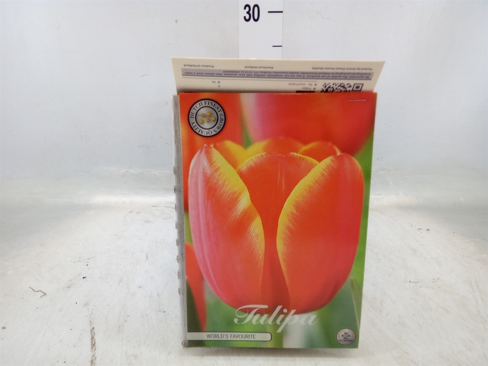 <h4>Tulipa   ...flowerbulbs</h4>