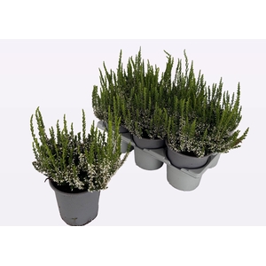CALLU WIBOS WEISS