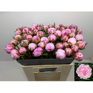 PAEO L SARA BERNHARD