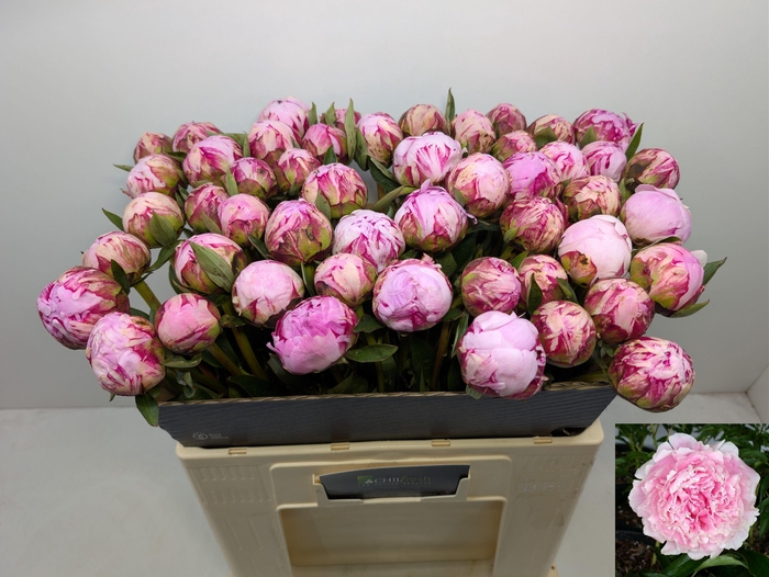 <h4>PAEO L SARA BERNHARD</h4>