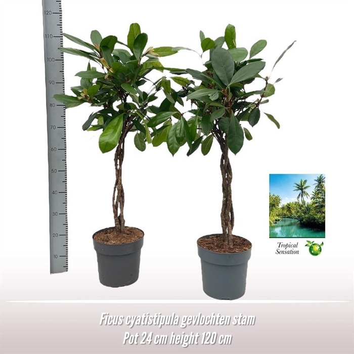 Ficus cyathistipula