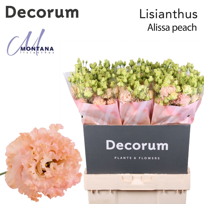 <h4>Lisianthus Alissa peach 70cm</h4>
