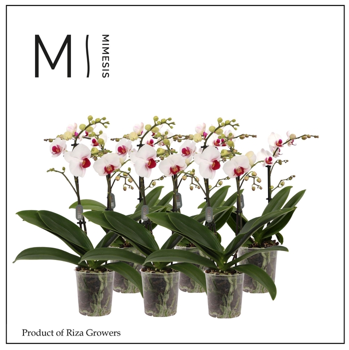 <h4>Phalaenopsis Multi Red Lip 2 spike - 12cm | Mimesis</h4>