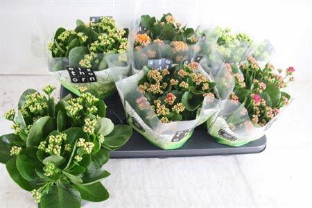 <h4>Kal Ge Gem 5 Kl</h4>