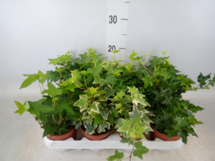 <h4>Hedera   ...mix</h4>