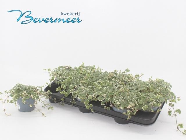 <h4>GLEC HE VARIEGATA</h4>