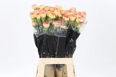 <h4>Di St Boiro</h4>