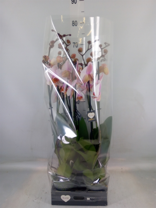 <h4>Phalaenopsis  'Anthura Madrid'</h4>