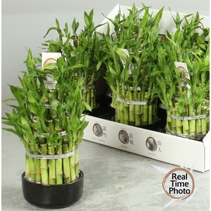 DRA LUCKY BAMBOO