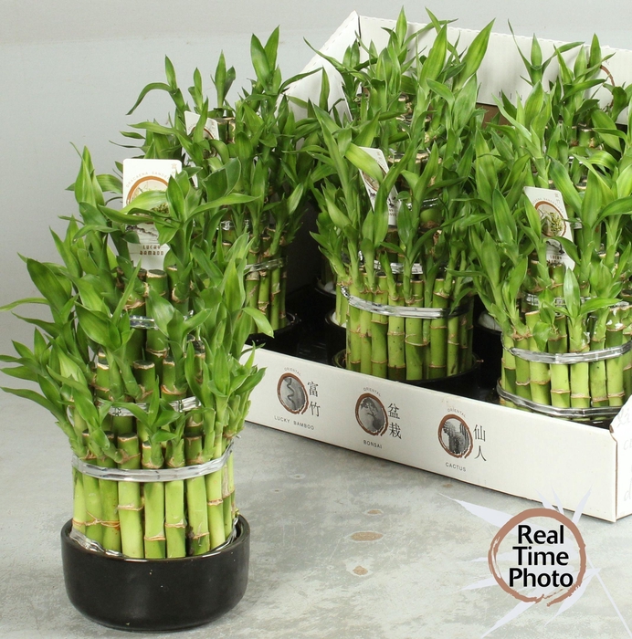 <h4>DRA LUCKY BAMBOO</h4>