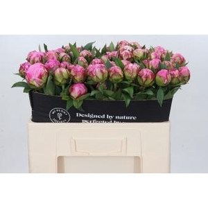 Paeonia Dr Alexander Fleming