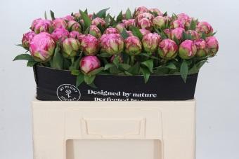 <h4>Paeonia Dr A Fleming</h4>