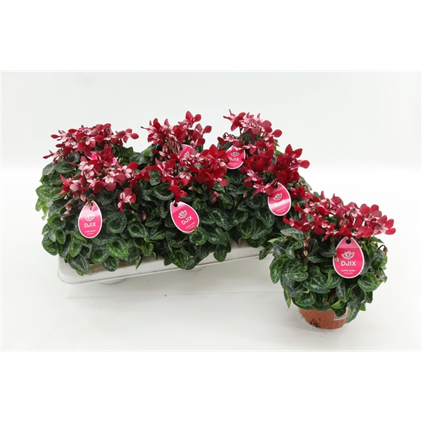 <h4>Cyclaam Djix Dark Red 13cm</h4>