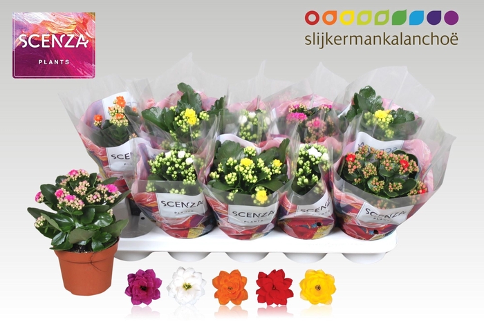 <h4>KAL GE GEM 5 KL</h4>