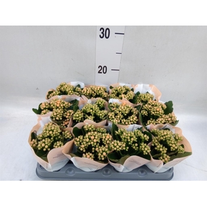 Kalanchoe  'RoseFlow Agnes'