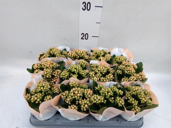 <h4>Kalanchoe  'RoseFlow Agnes'</h4>