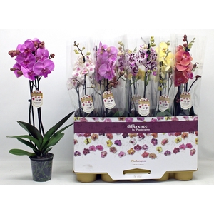 PHAL GEM