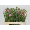 Ranunculus Moderna Dolce