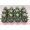 Aloe Tiki Tahi