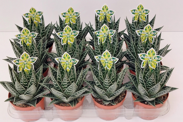 Aloe Tiki Tahi