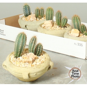 ARR CACTUS