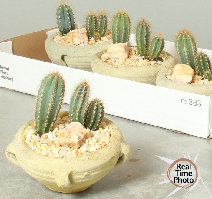 <h4>ARR CACTUS</h4>