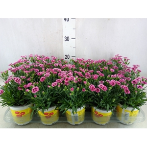Dianthus allw. 'Lucky Lips Lara'