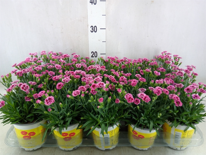 <h4>Dianthus allw. 'Lucky Lips Lara'</h4>