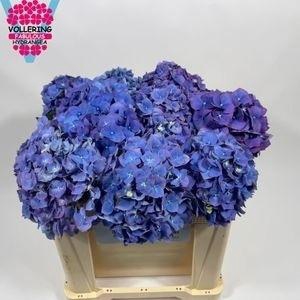 <h4>HYDR M CH PIMPERNEL</h4>