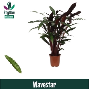 Calathea 21cm Wavestar Rhythm of Nature (Rufibarba)