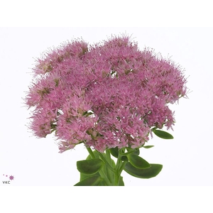 Sedum Rose