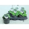 Geranium Rozanne