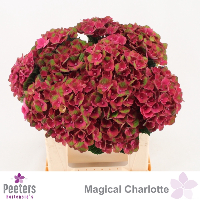 <h4>HYDR M MAG CHARLOTTE</h4>