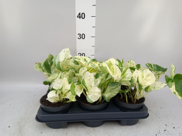 <h4>Epipremnum pinn. 'Happy Leaf'</h4>